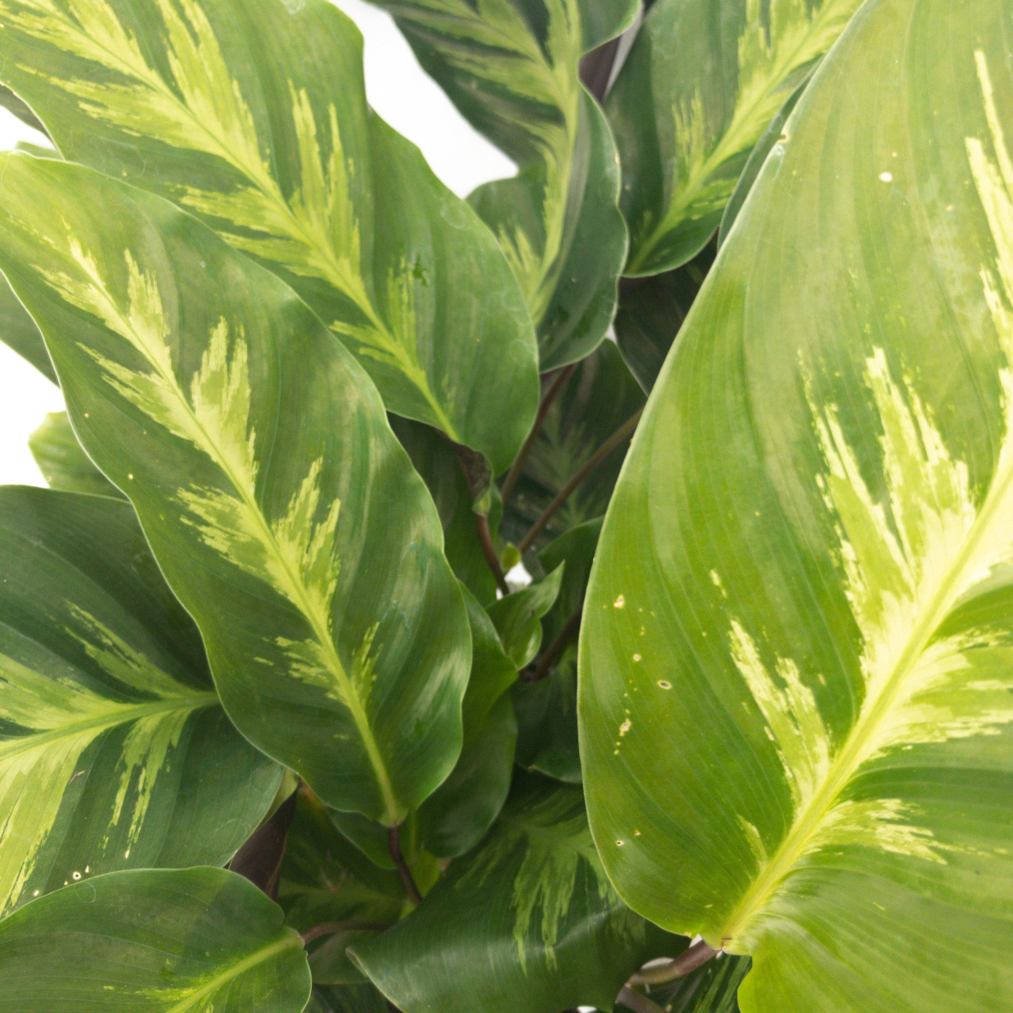 Calathea Austens Favourite Albertii - 2l | Foliage | Kings Plant Barn | NZ  Garden Centres, Shop Online, Cafes