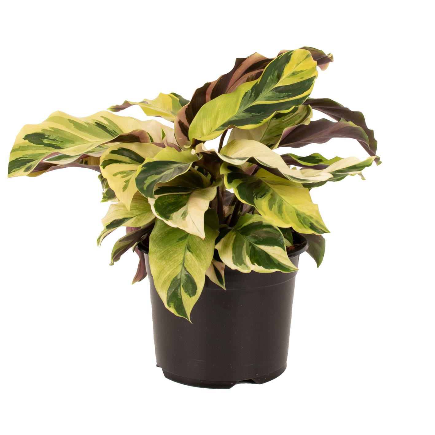 Calathea Yellow Fusion 14cm | Foliage | Kings Plant Barn | NZ