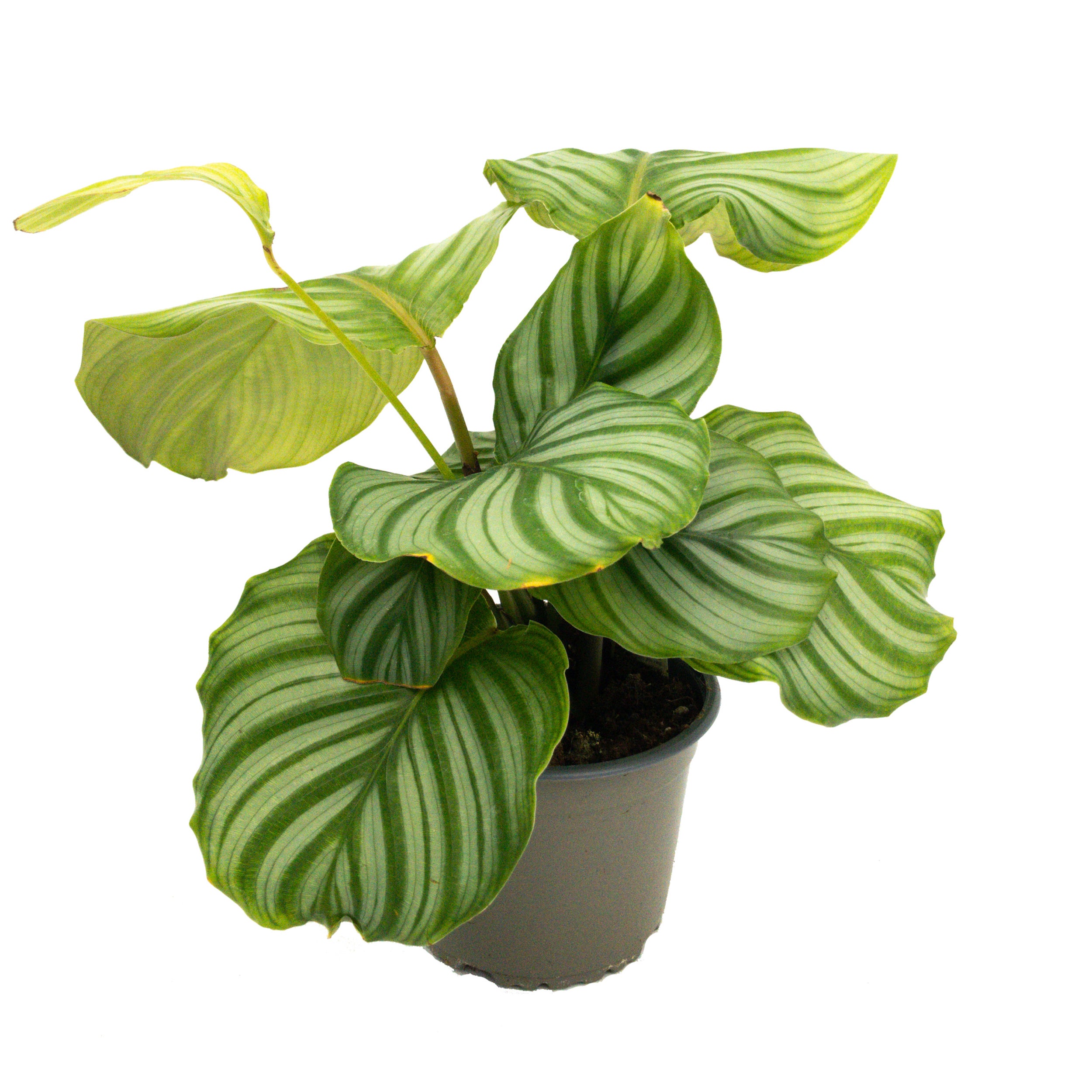Calathea Orbifolia - 14cm | Foliage | Kings Plant Barn | NZ Garden Centres, Shop  Online, Cafes