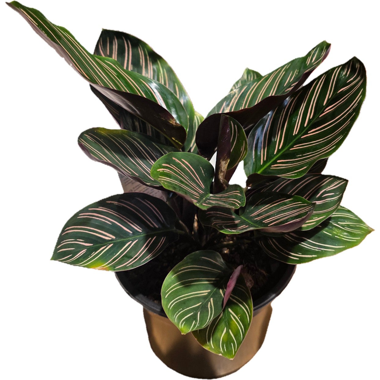 dracena jaka ziemia 🌱 Dracena marginata (Dracaena obrzeżona) XL main image 1