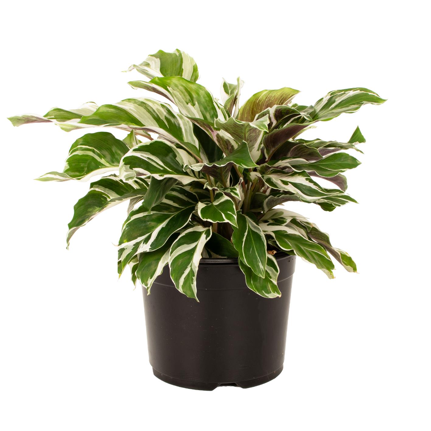Calathea Austens Favourite Albertii - 2l | Foliage | Kings Plant Barn | NZ  Garden Centres, Shop Online, Cafes