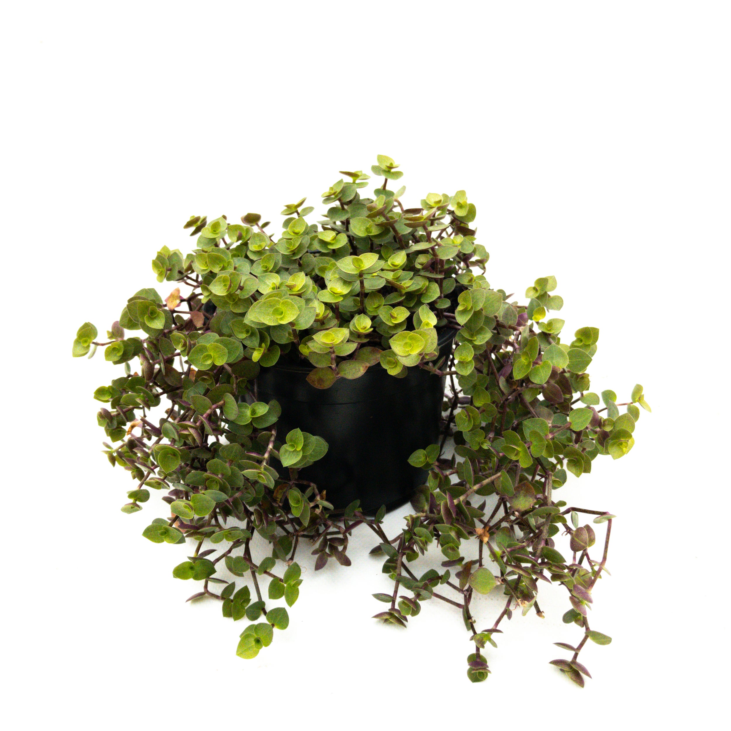 Callisia Bubble Basket - 175mm