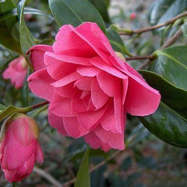 Camellia Hybrid 'sunsong' - 4l