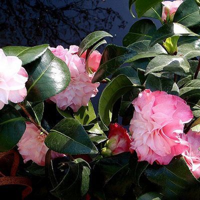 Camellia Japonica 'baby Pearl' - 4l