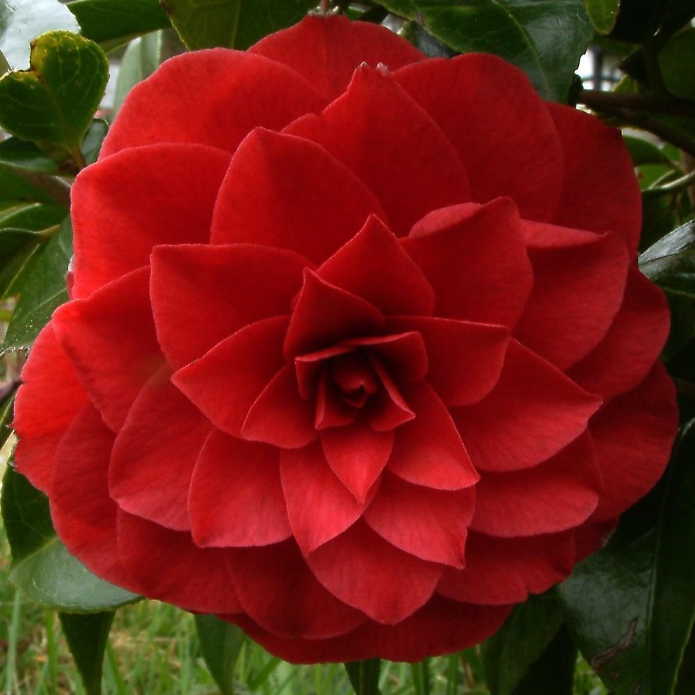 Camellia Japonica 'black Tie' - 4l