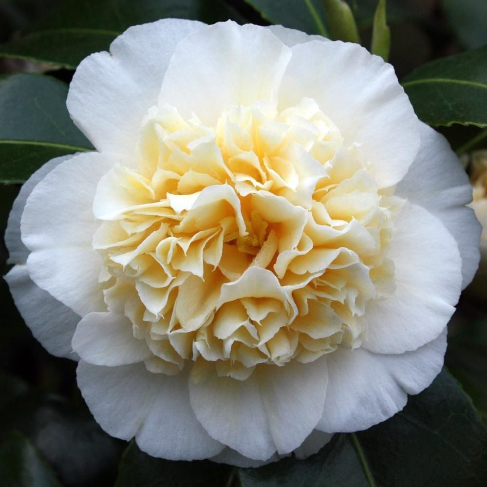 Camellia Japonica 'brushfields Yellow' - 4l