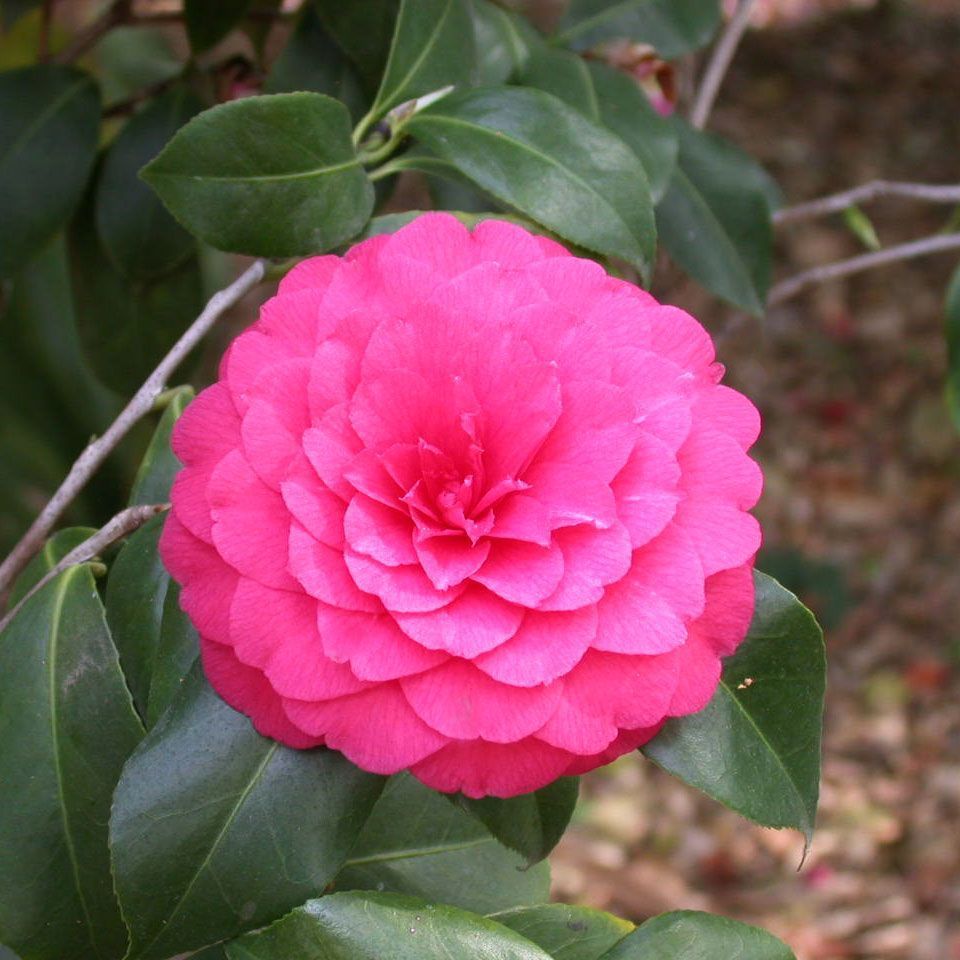 Camellia Japonica 'c M Hovey' - 4l
