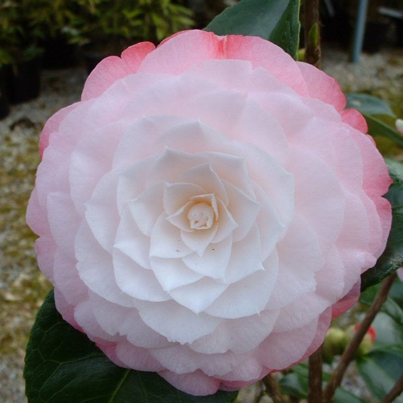 Camellia Japonica 'desire' - 8.5l