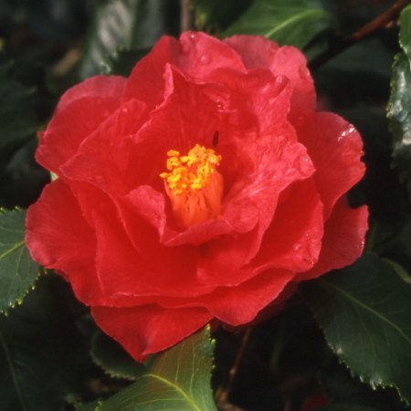 Camellia Japonica 'holly Bright' - 4l