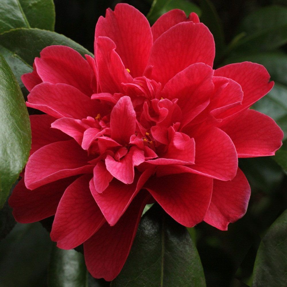 Camellia Japonica 'mark Alan' - 4l