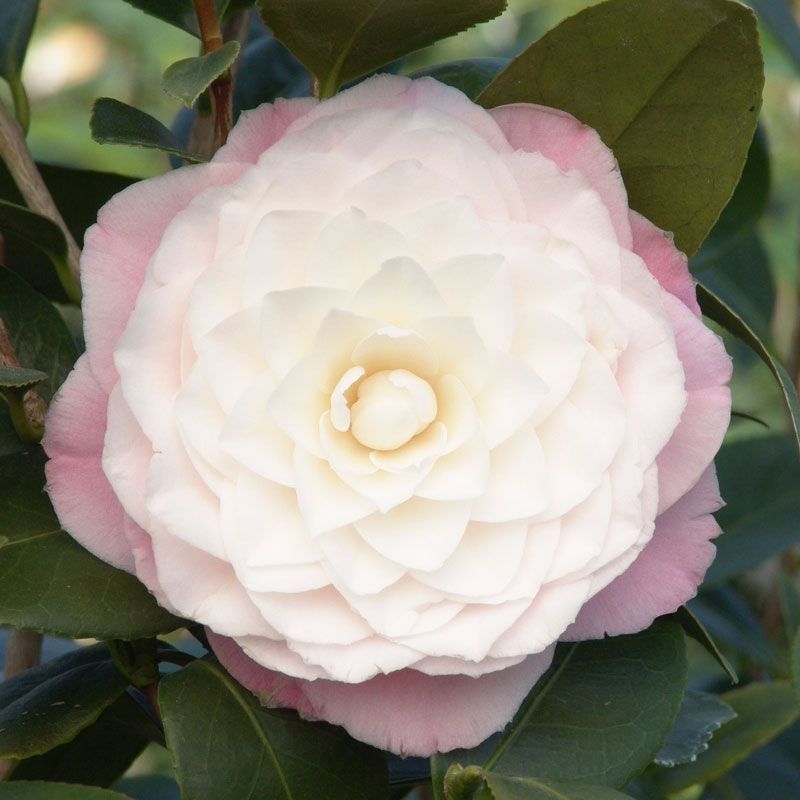 Camellia Japonica 'nuccio's Pearl' - 4l