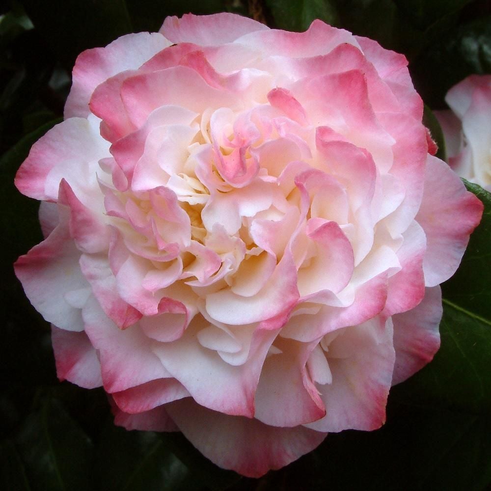 Camellia Japonica Nuccio's Pearl - 6l
