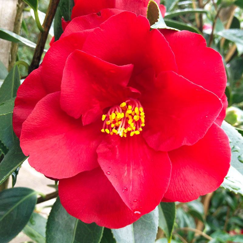 Camellia Japonica 'royal Velvet' - 4l