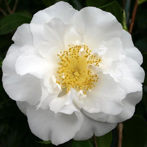 Camellia Japonica 'silver Anniversary' - 4l