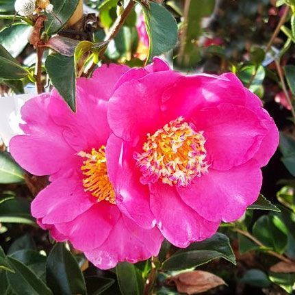 Camellia Sasanqua 'paradise Hilda' - 4l
