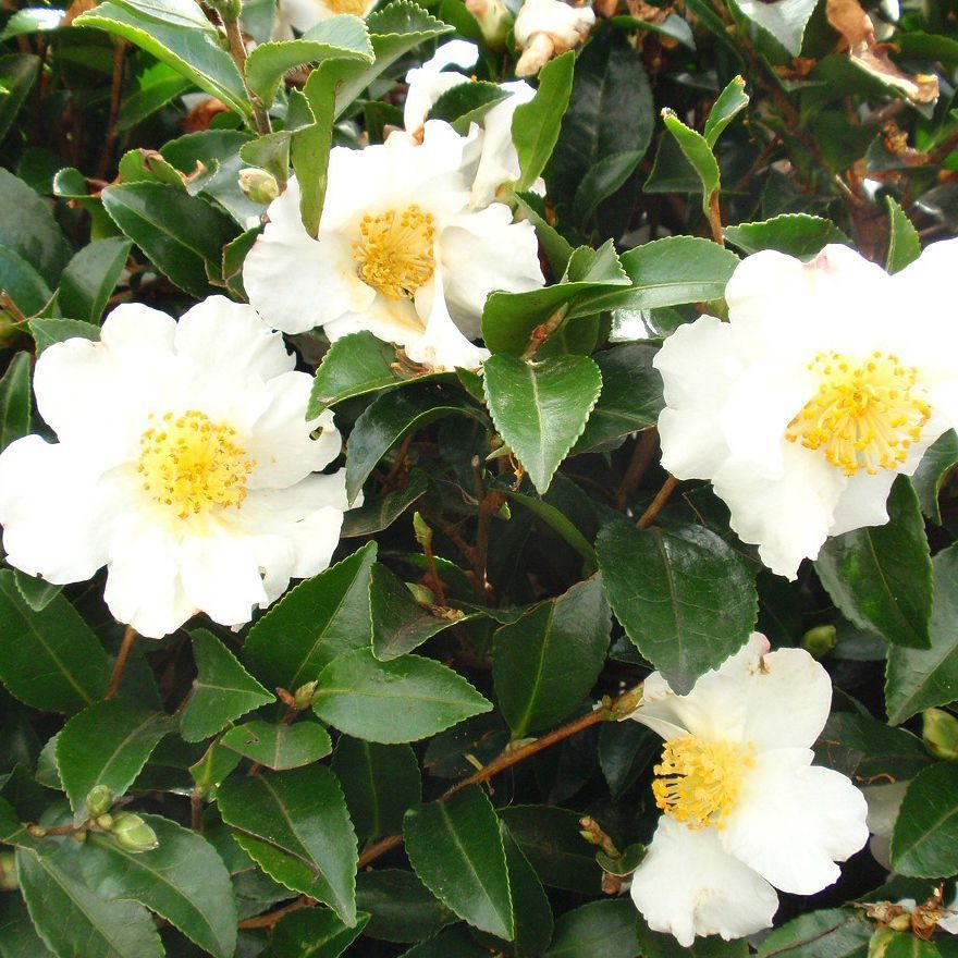Camellia Sasanqua setsugekka 1.3l Shrubs Kings Plant Barn