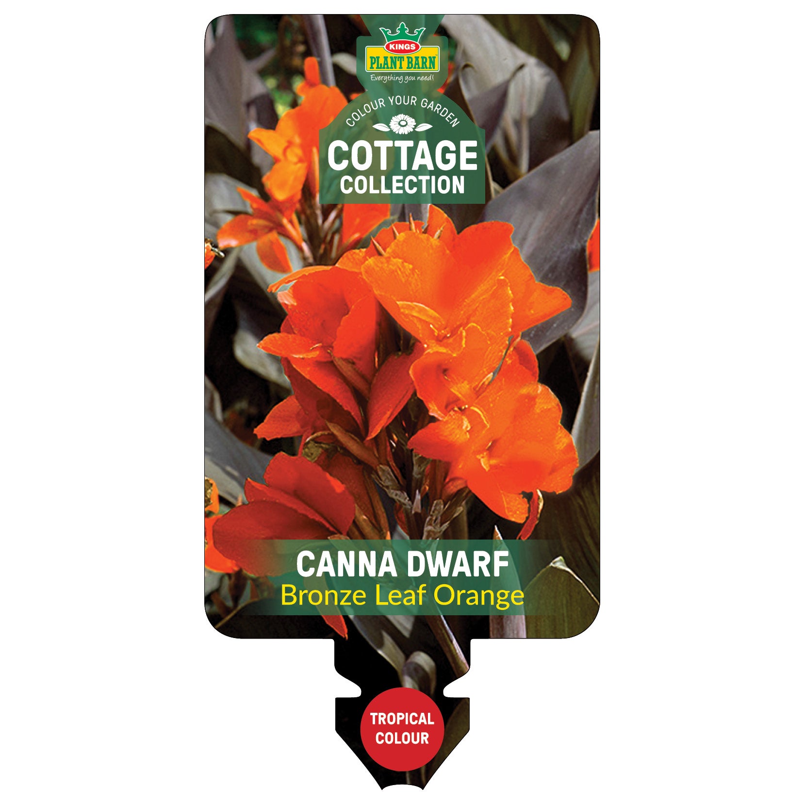 Canna Sp 'dwarf Bronze Orange' (canna) - 190mm