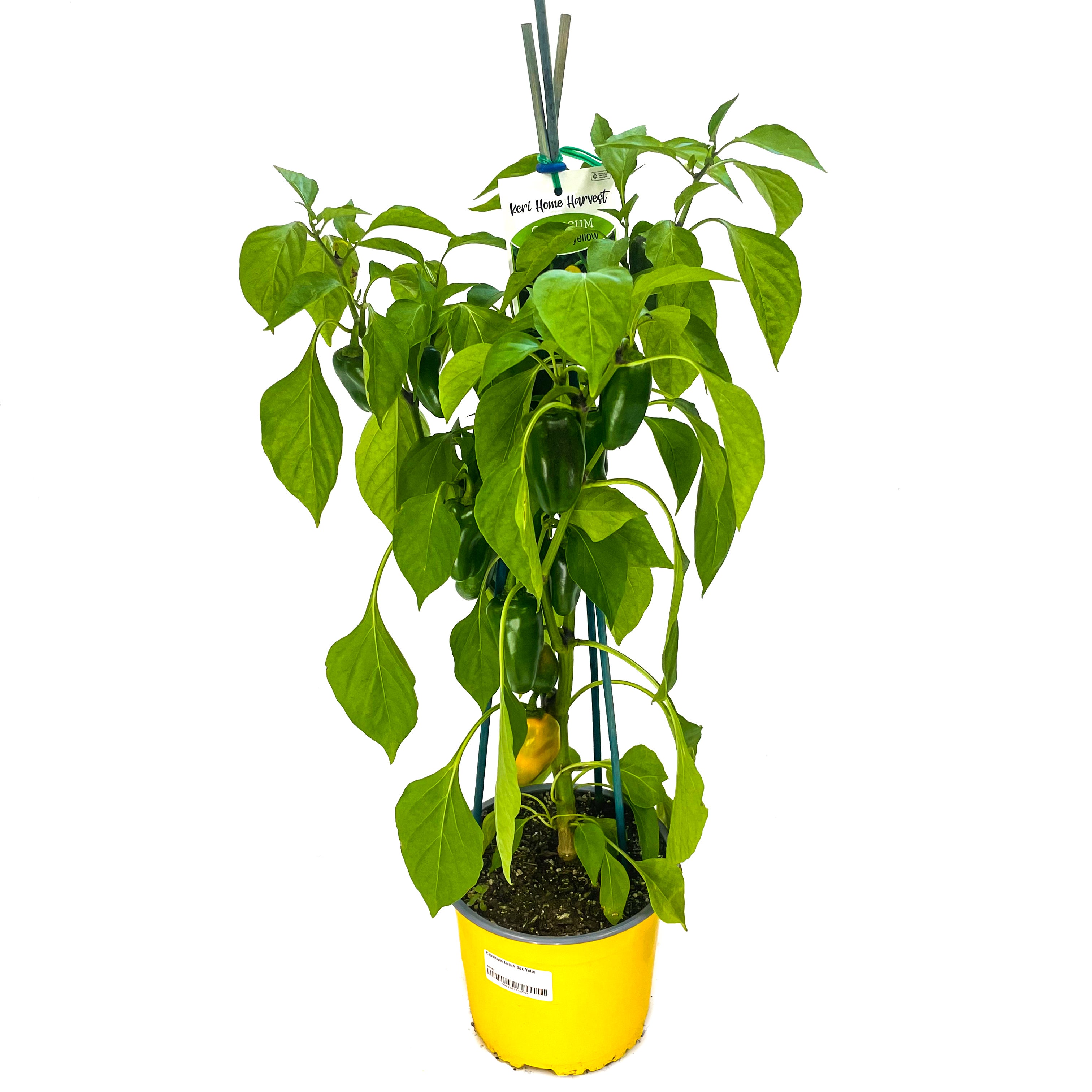 Capsicum plants deals