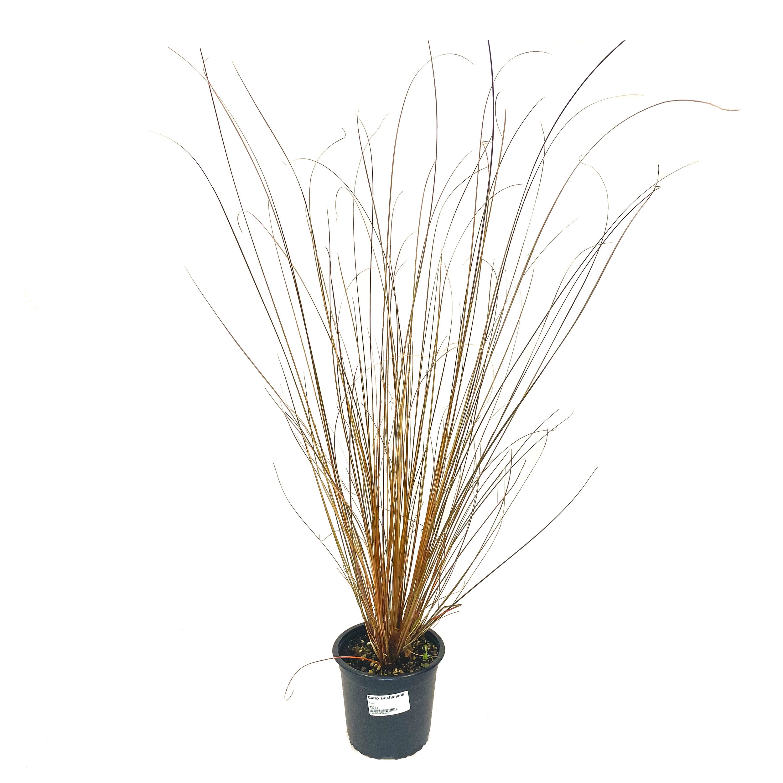Kings Carex Buchananii (carex Grass) - 1.3l