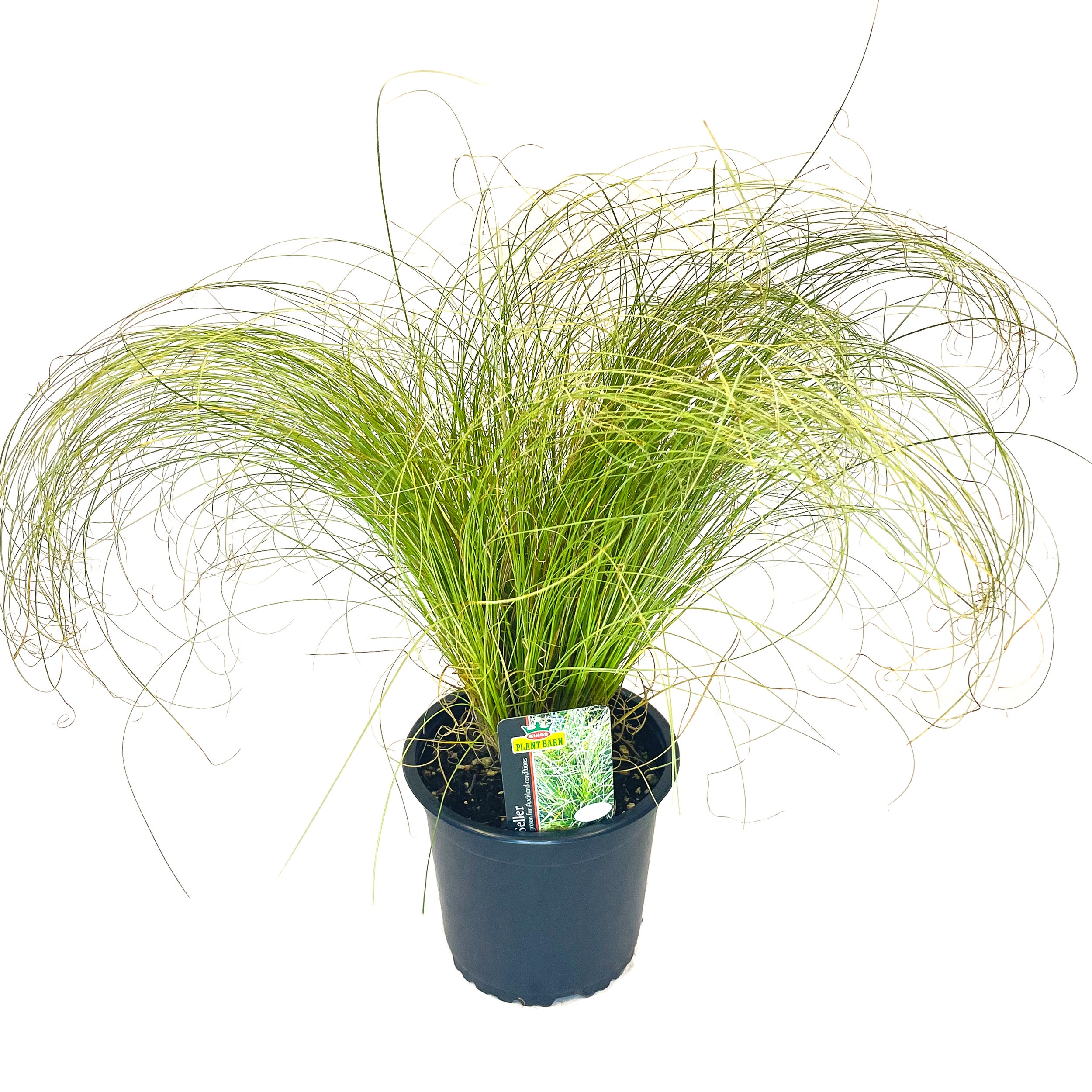 Kings Carex Comans 'frosted Curls' (carex Grass) - 1.3l