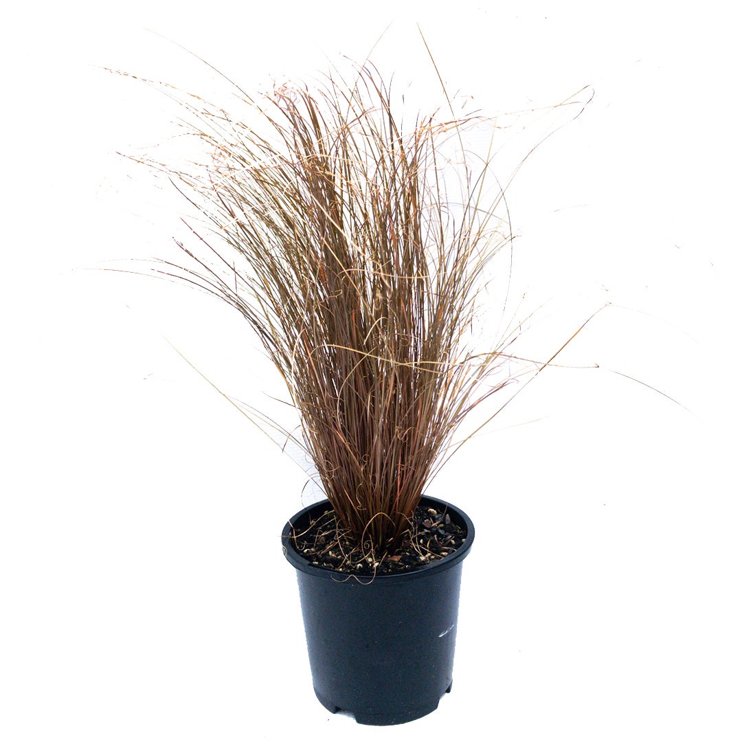 Kings Carex Comans 'red Form' (carex Grass) - 1.3l