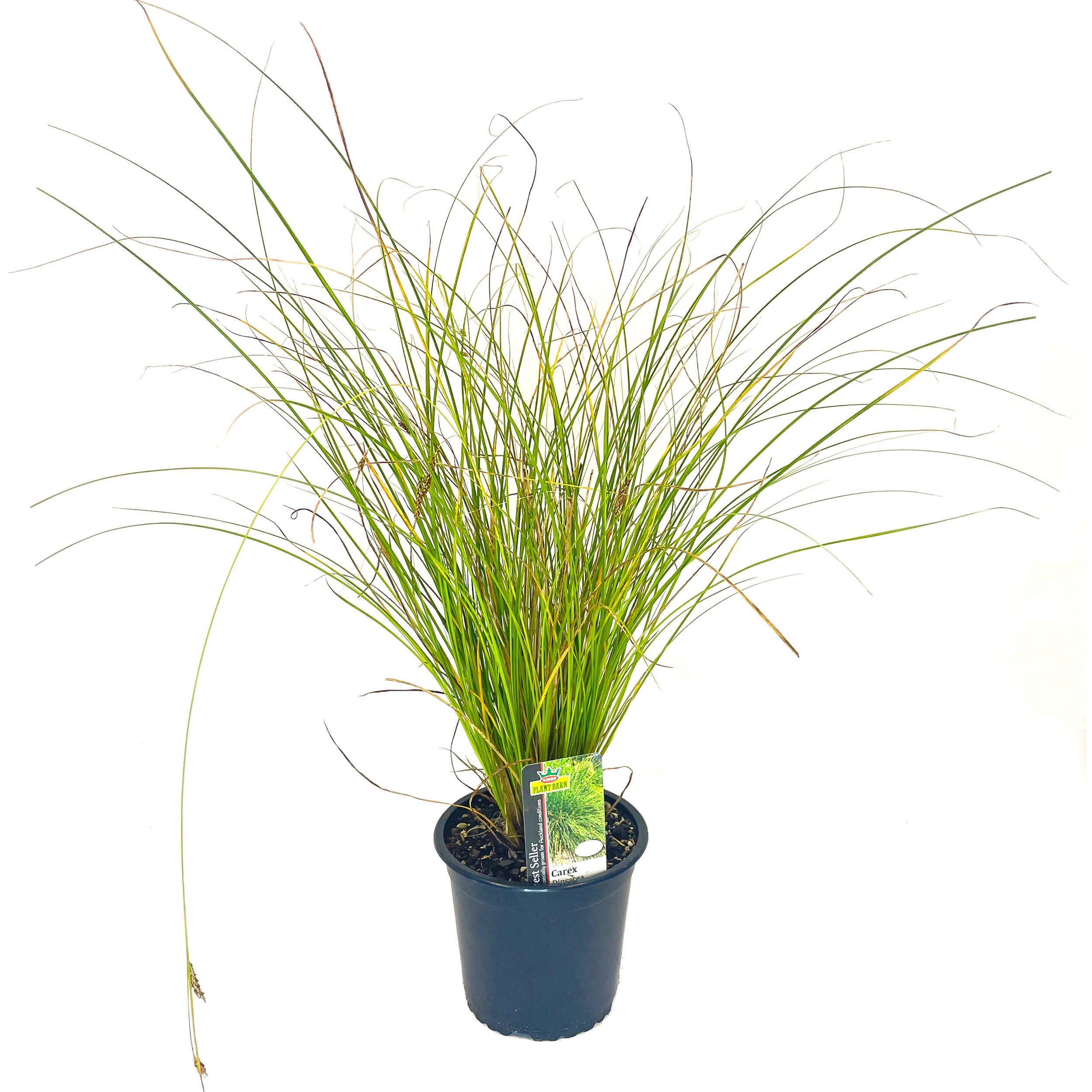 Kings Carex Dipsacea (carex Grass) - 1.3l