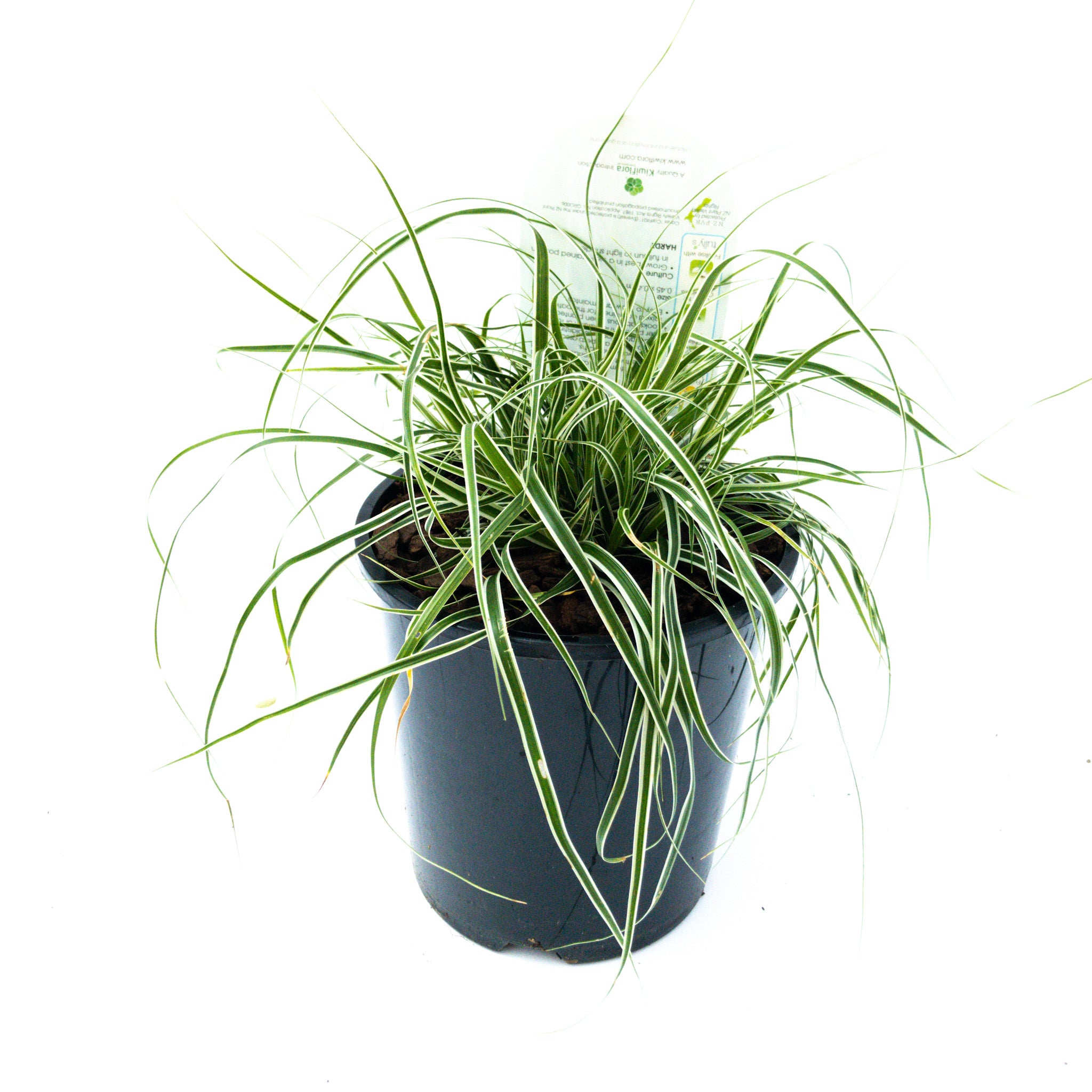Carex Oshimensis 'everest' (carex Grass) - 1.9l