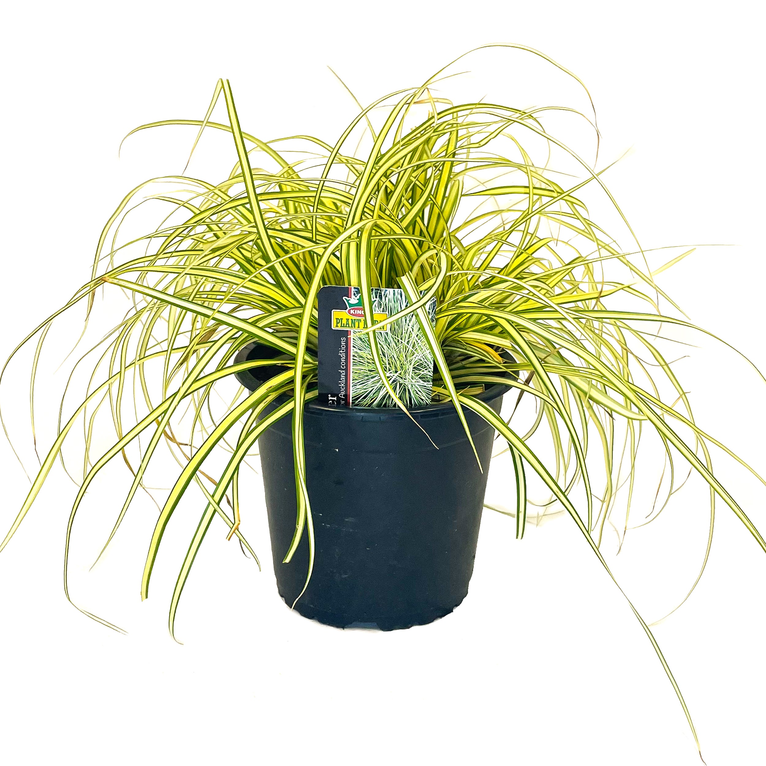Carex Oshimensis 'evergold' (carex Grass) - 1.3l