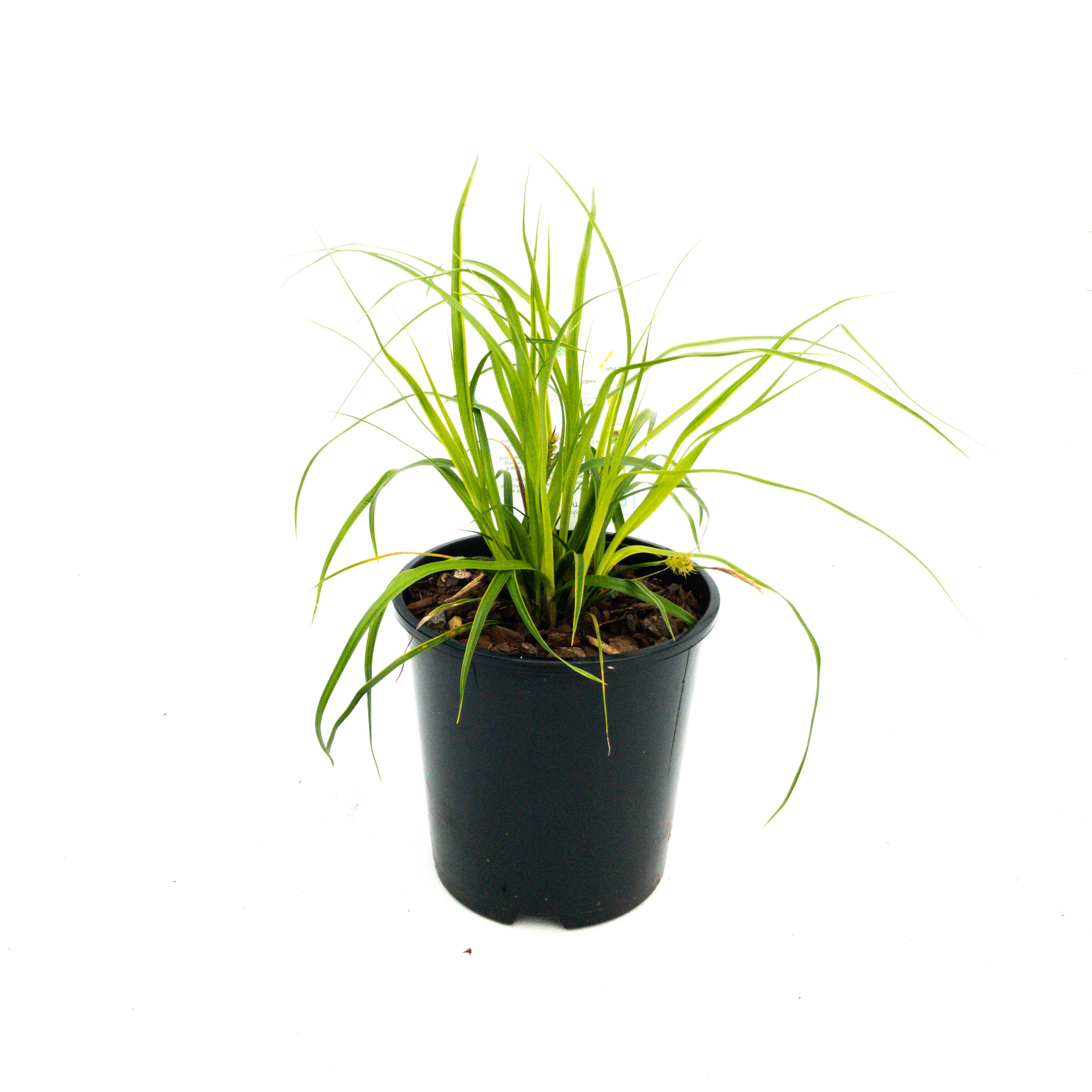 Carex Oshimensis 'everillo' (carex Grass) - 1.9l