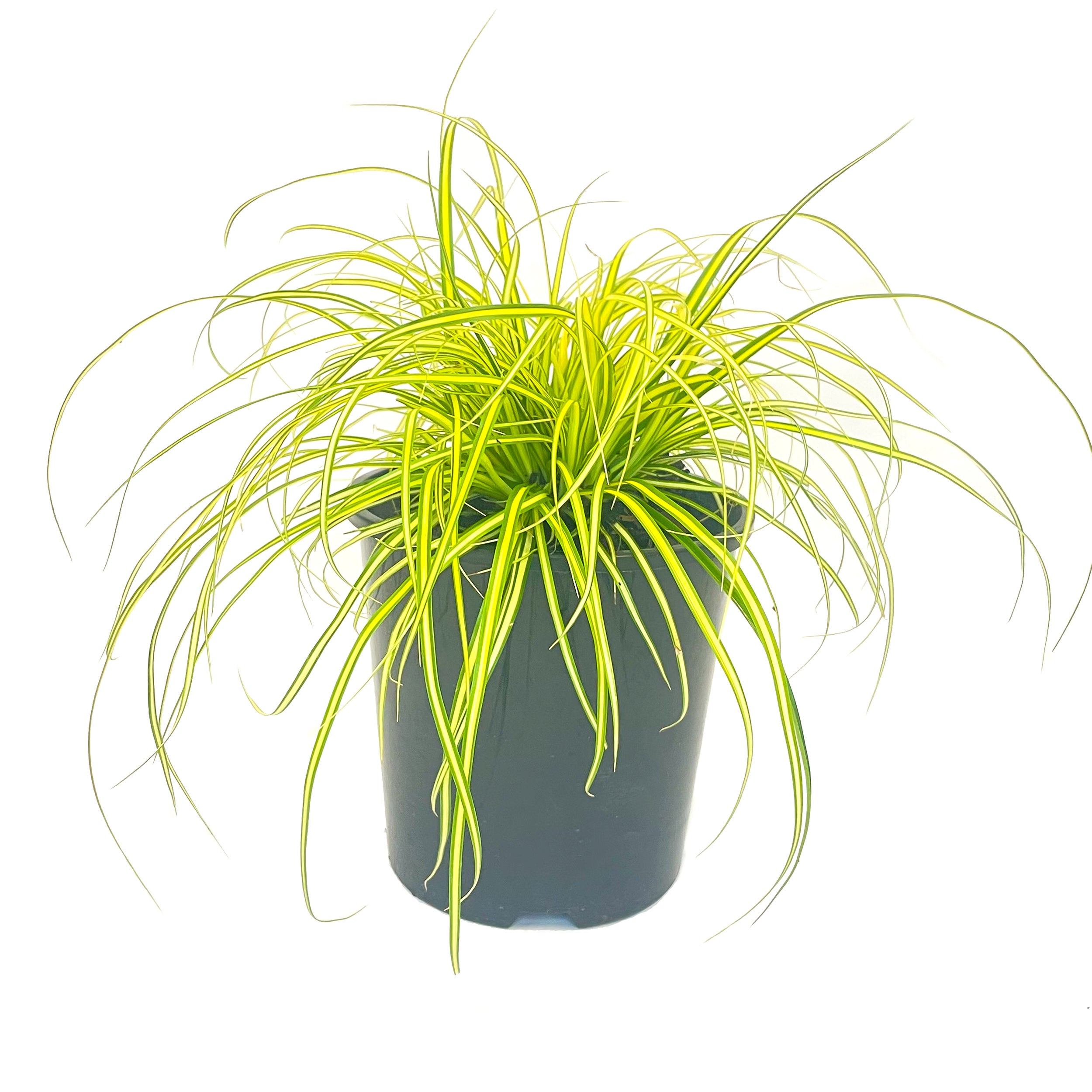 Carex Oshimensis 'eversheen' (carex Grass) - 1.9l