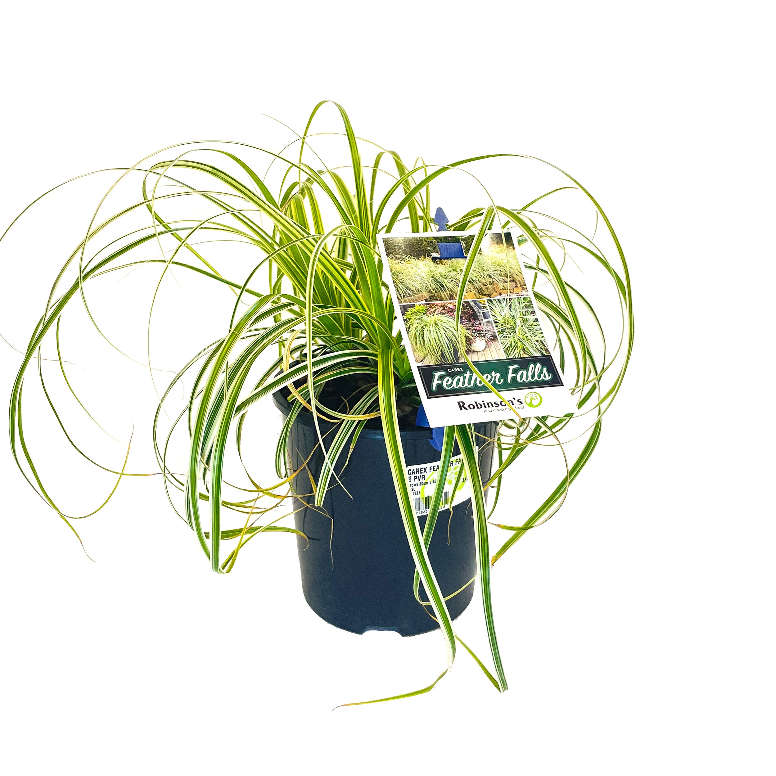 Carex Oshimensis 'feather Falls' (carex Grass) - 1.9l