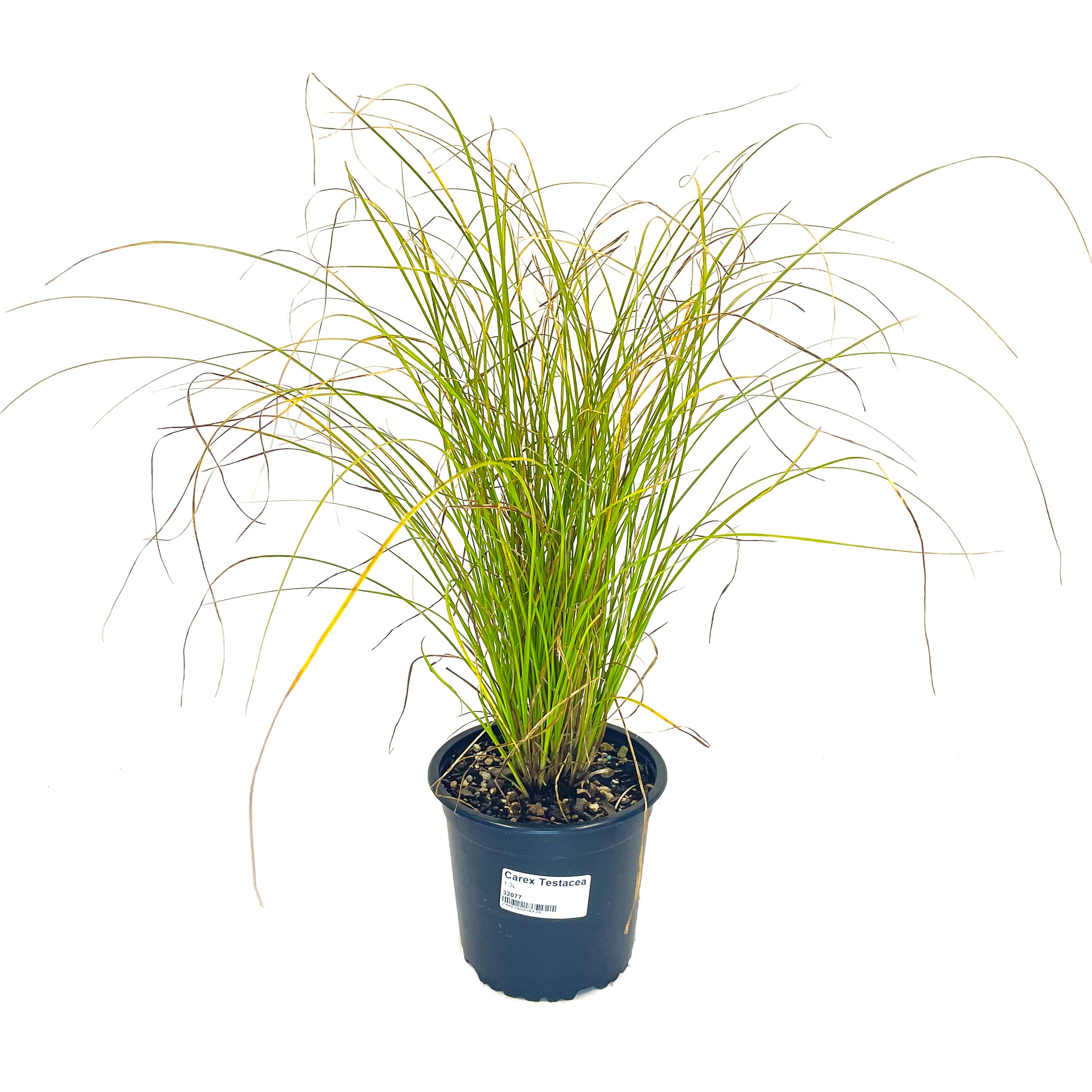 Kings Carex Testacea (carex Grass) - 1.5l