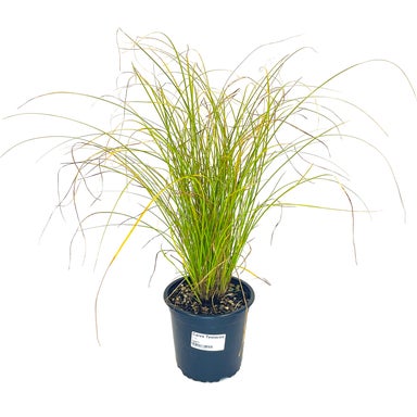 Pineapple 'queen' Ananas Comosus - Medium | Soft Fruit Plants | Kings Plant  Barn | NZ Garden Centres, Shop Online, Cafes