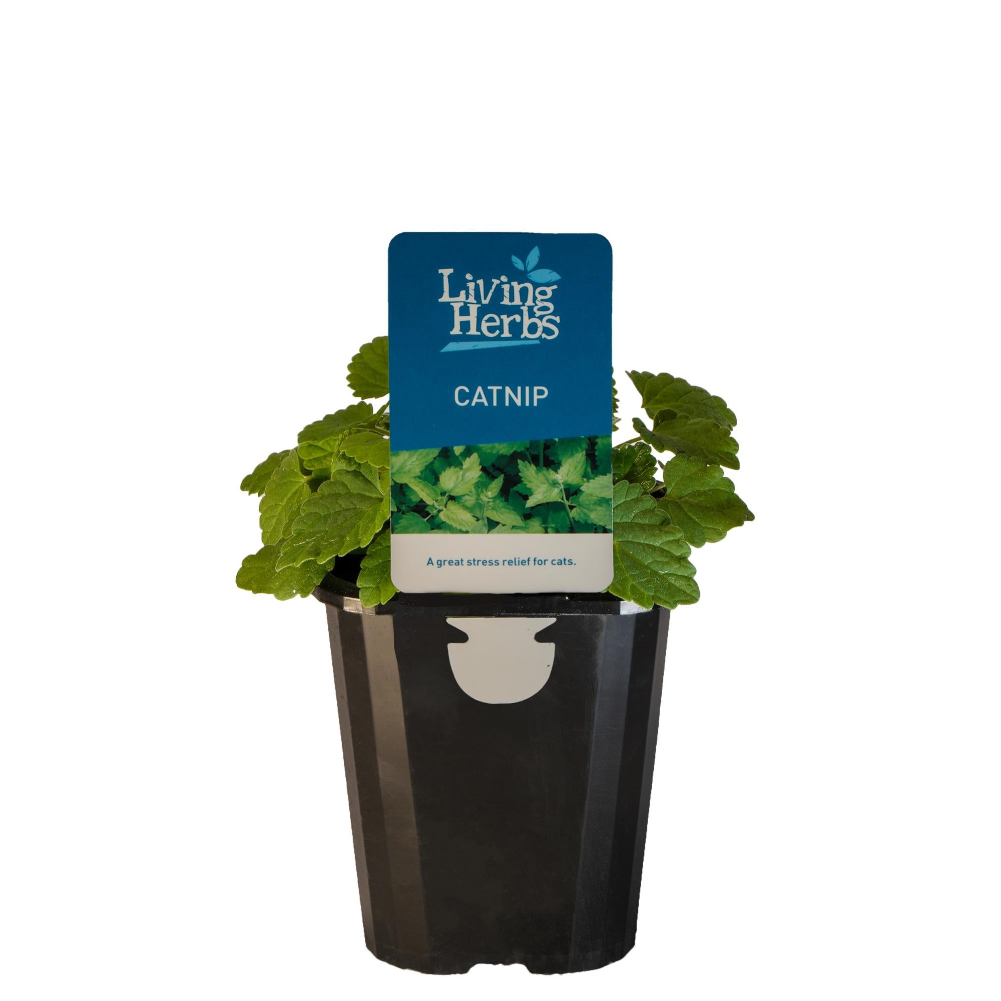 Catnip - Small Herb 10cm