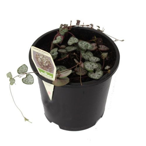 Ceropegia Woodii (chain Of Hearts) - 1.3l