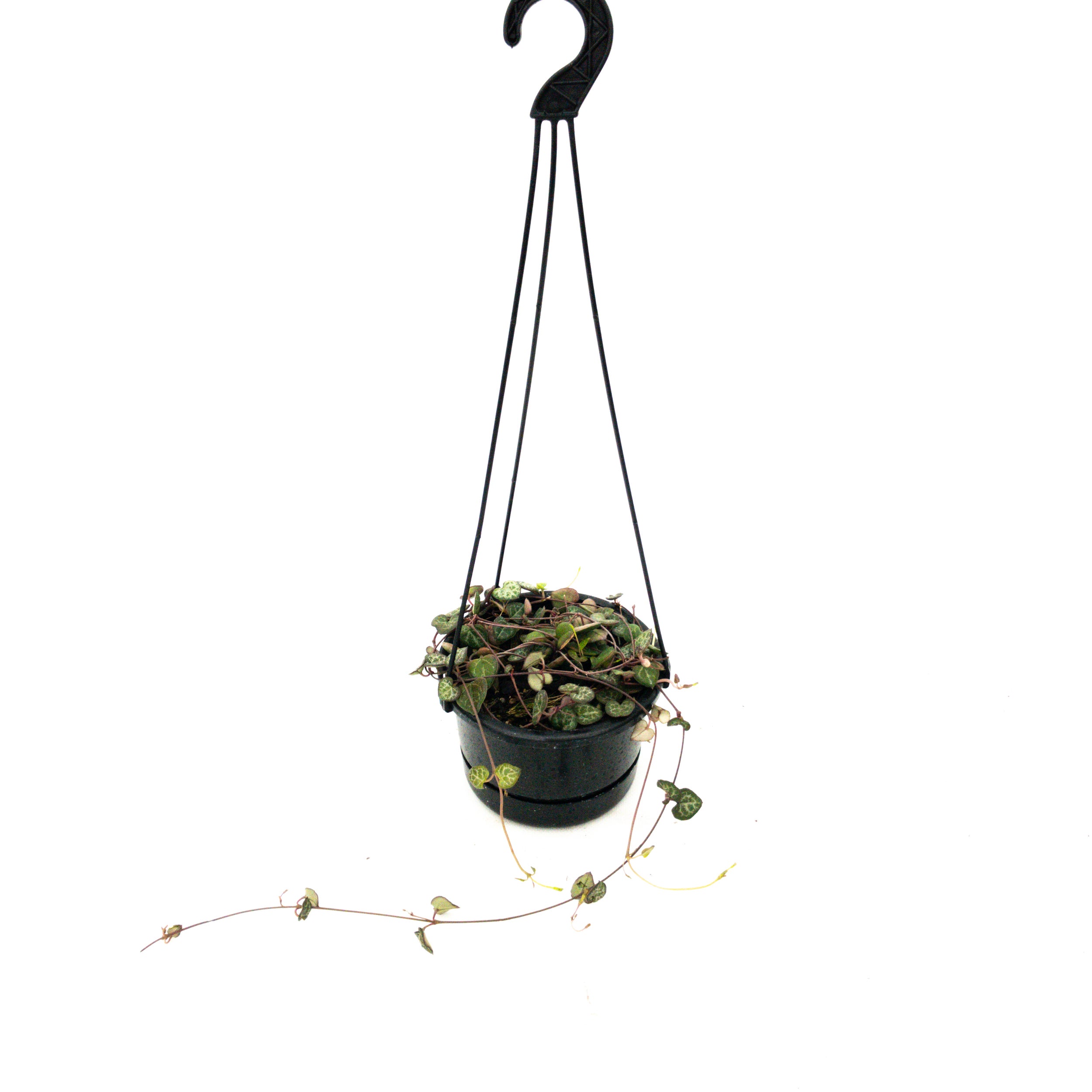 Ceropegia Woodii (chain Of Hearts) - 140mm