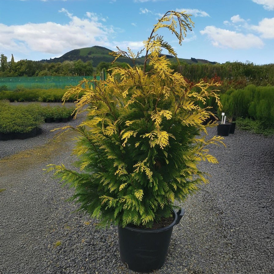 Chamaecyparis Lawsoniana 'wallis Gold' (lawson Cyprus) - 30l
