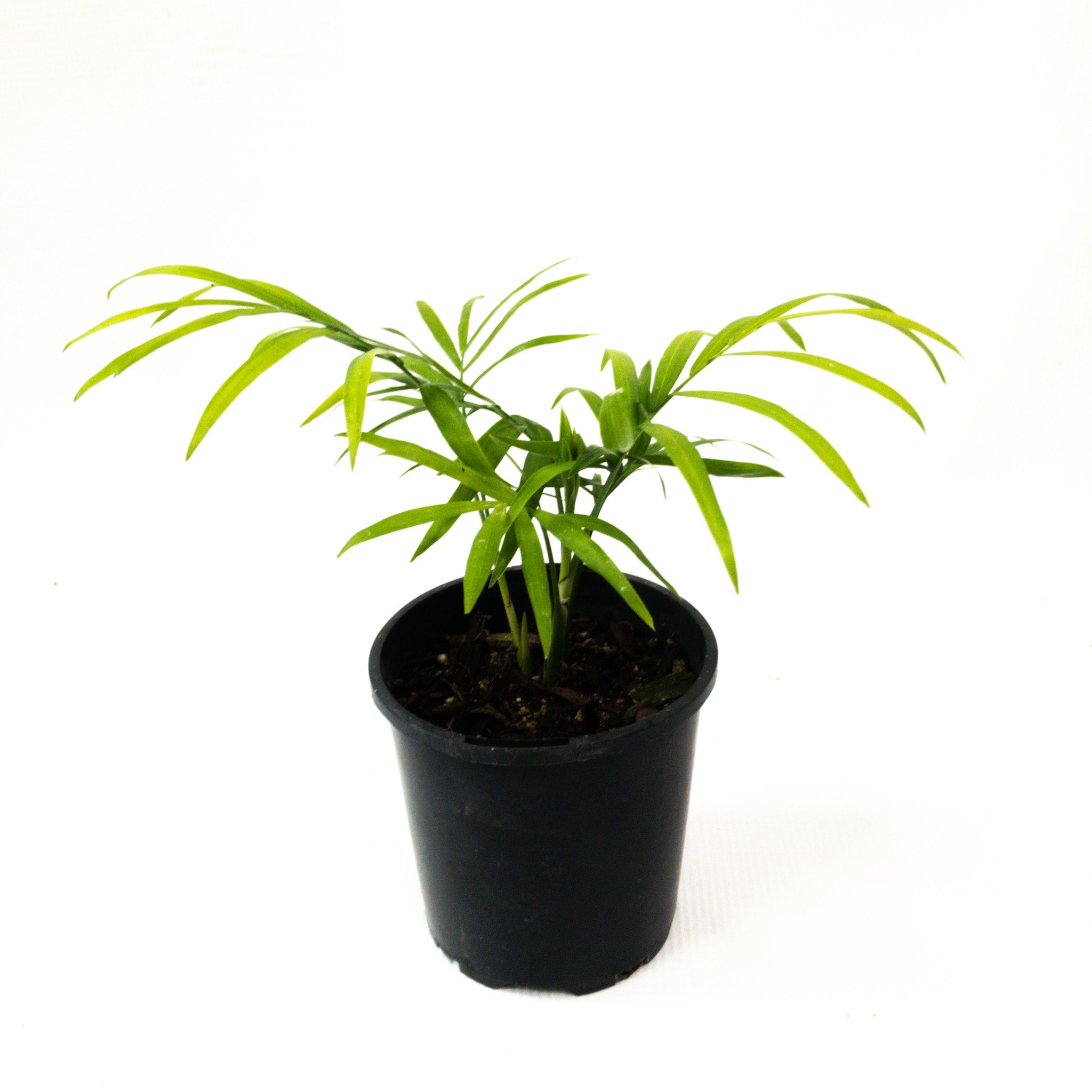 Chamaedorea Elegans (parlour Palm) - 100mm