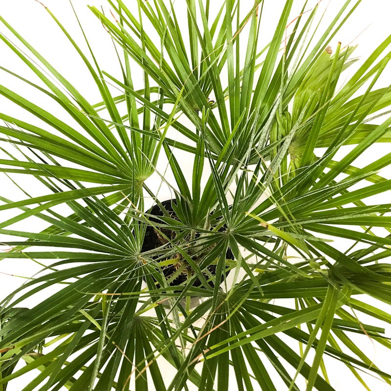 Chamaerops Humilis (european Fan Palm) - 4.7l