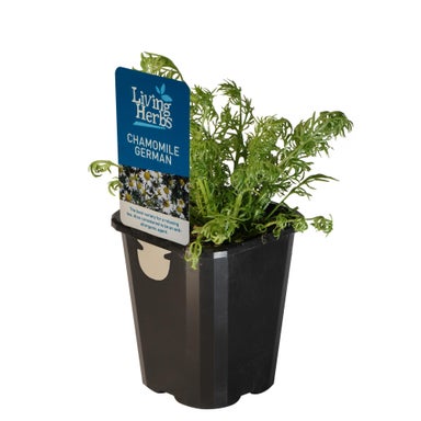 Chamomile German - Small Herb 10cm