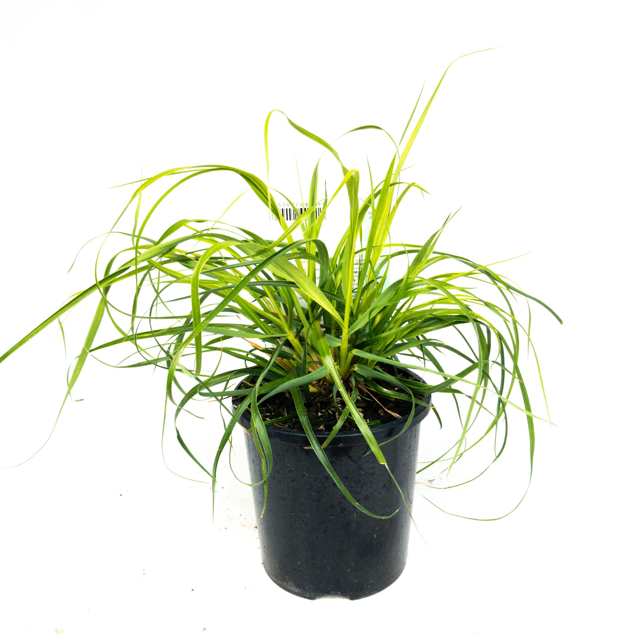 Chionochloa Flavicans (tussock) - 1.3l