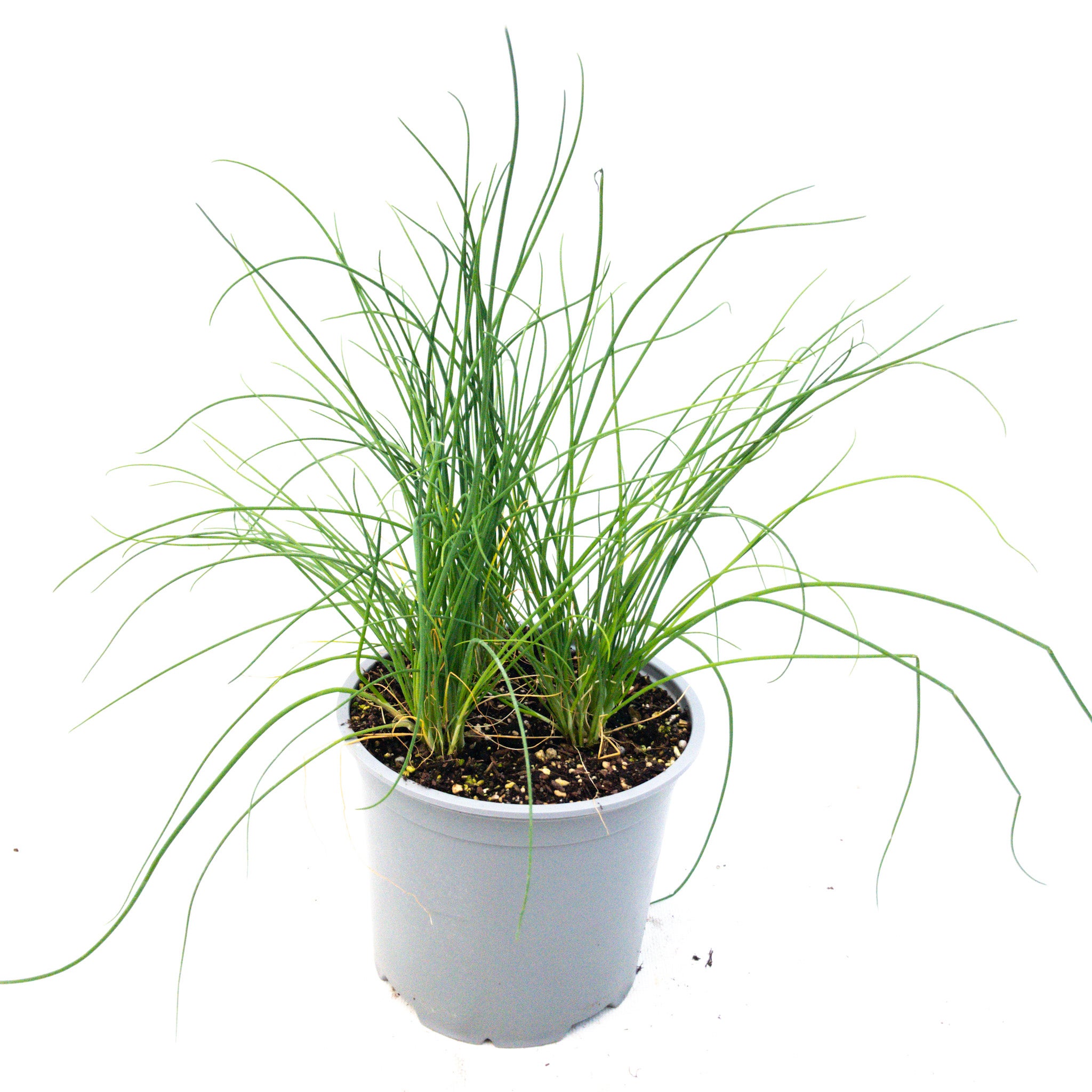 Chives - Ready To Go 1.5l