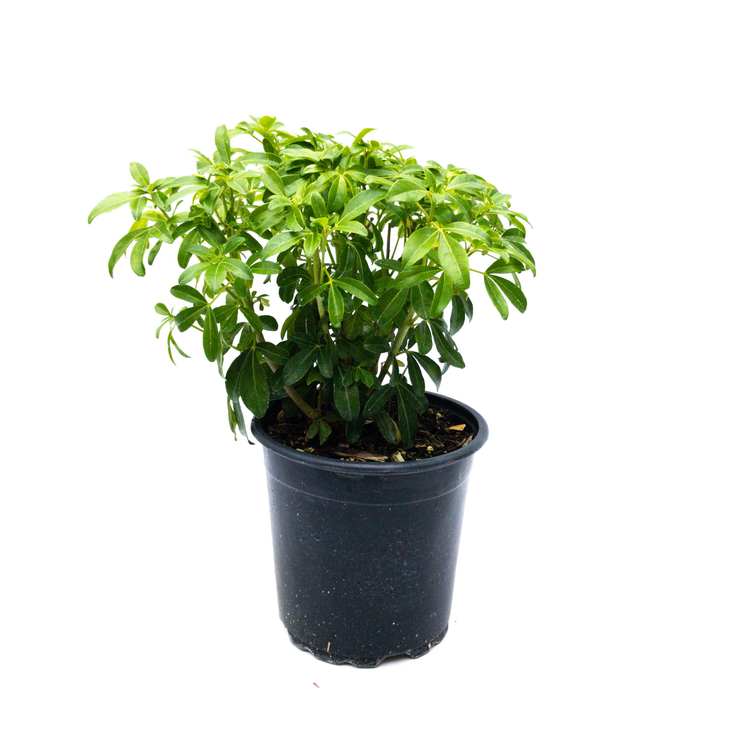 Choisya Ternata (mexican Orange Blossom) - 2.5l