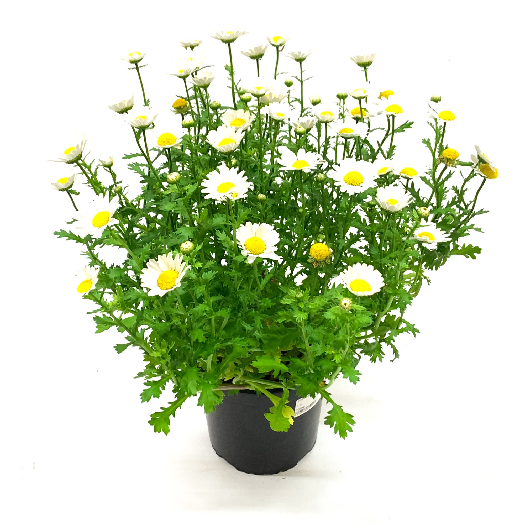 How to care for snowland plant