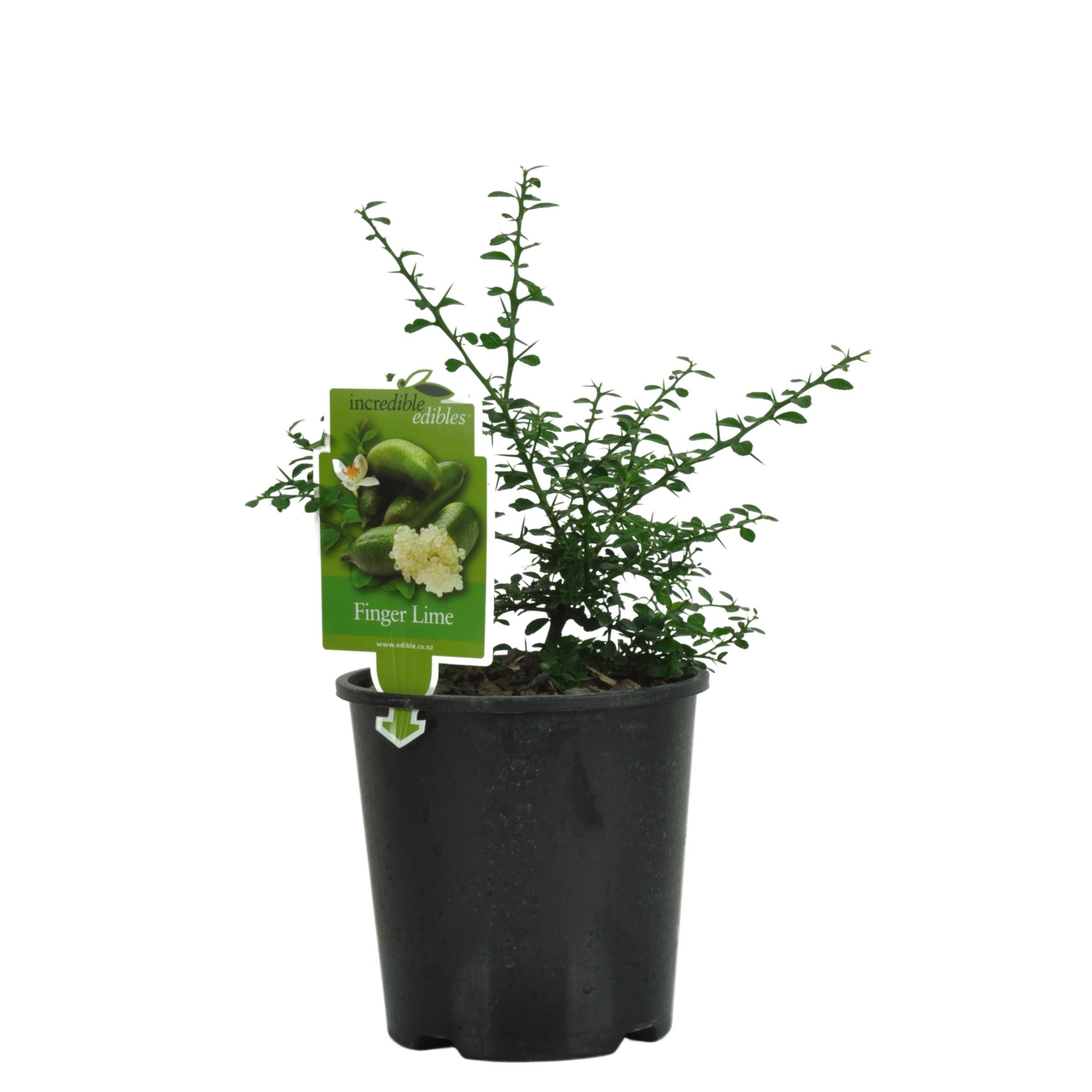 Citrus Finger Lime Green - 1.9l