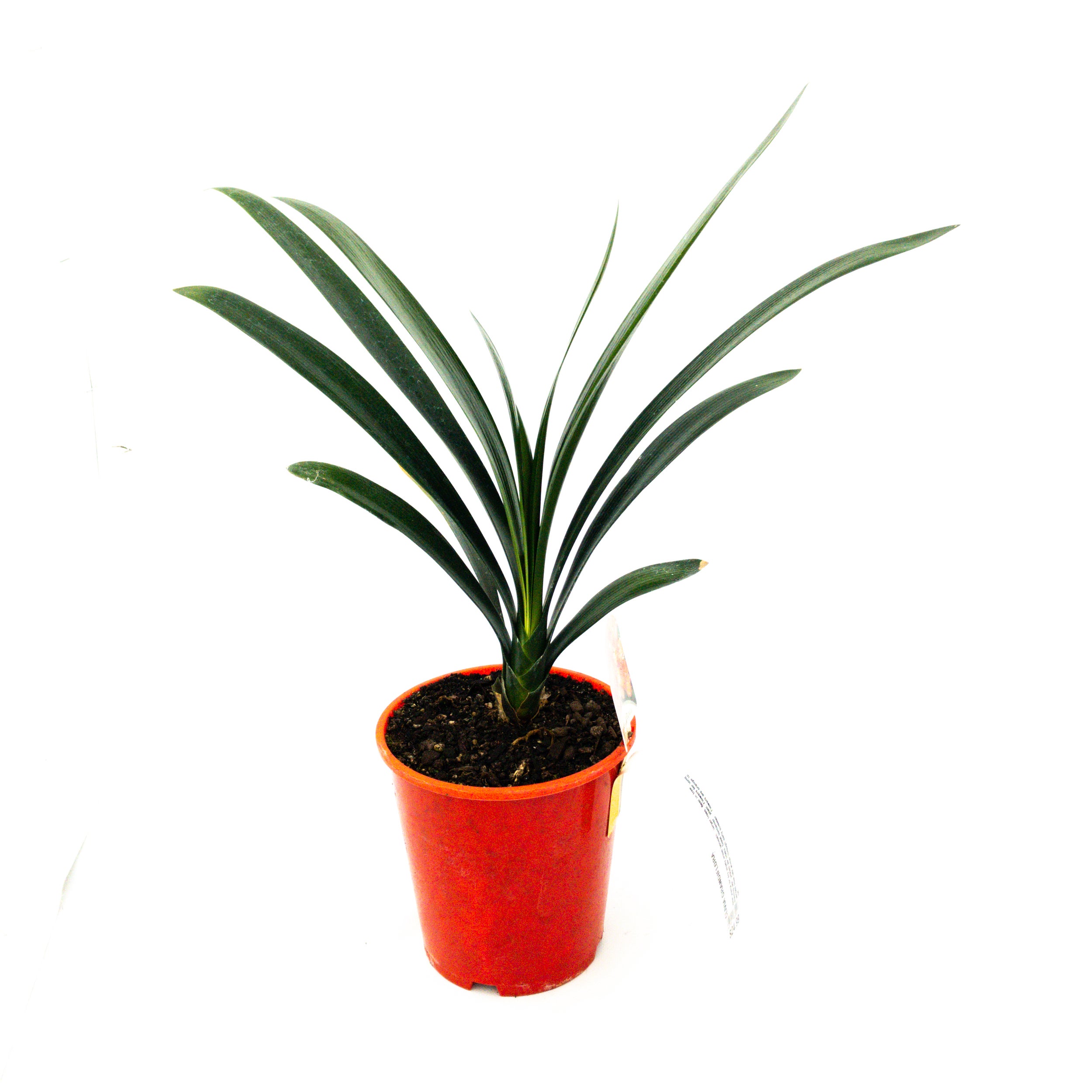 Clivia Miniata 'grandiflora' - 3.3l