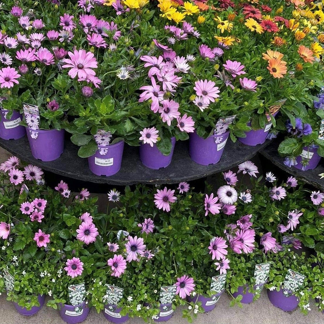 Colourmaster Flower Range - 12cm