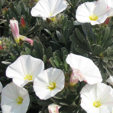 Kings Convolvulus Cneorum (silverbush) -1.5l