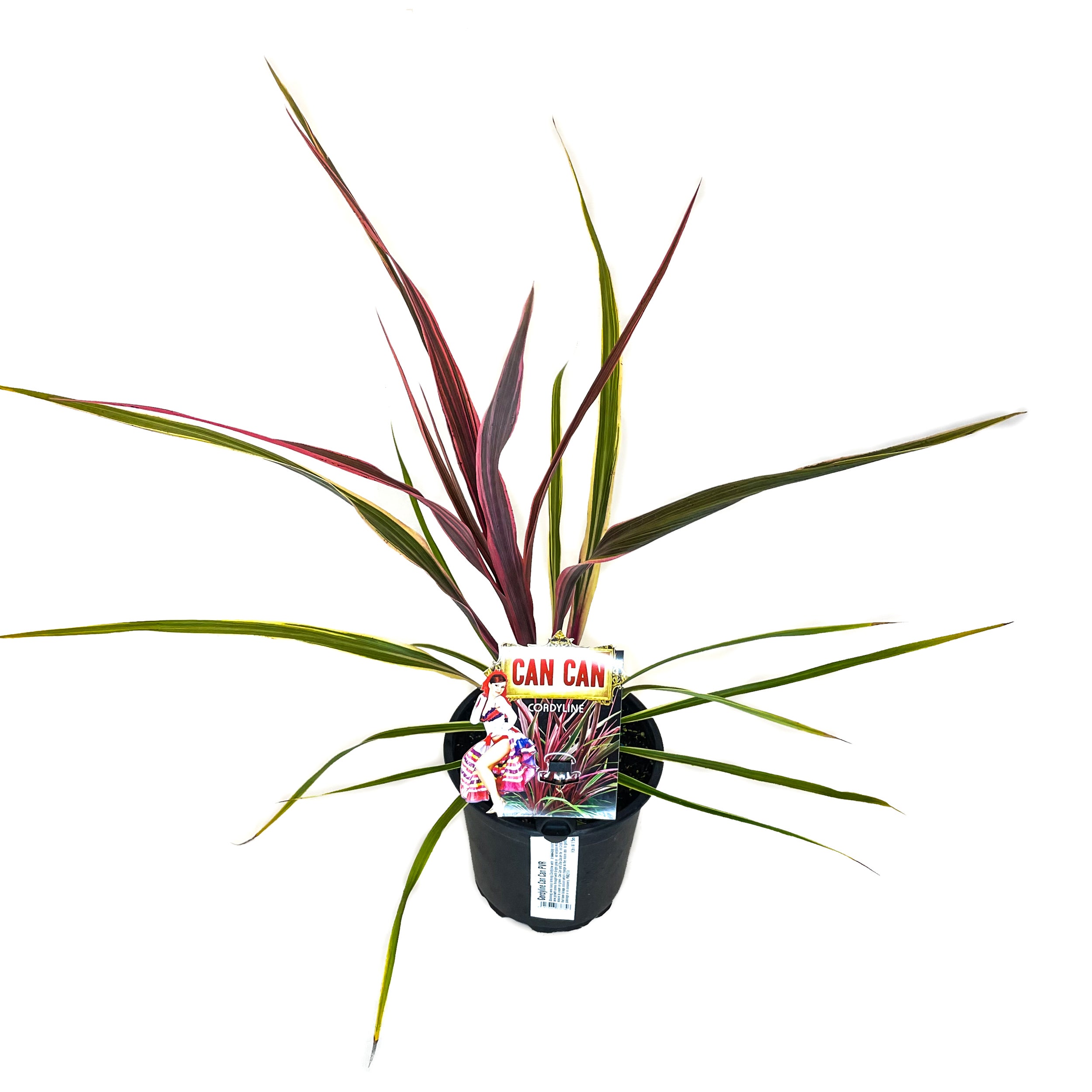 Cordyline Hybrid 'can Can' (cabbage Tree) - 2.5l