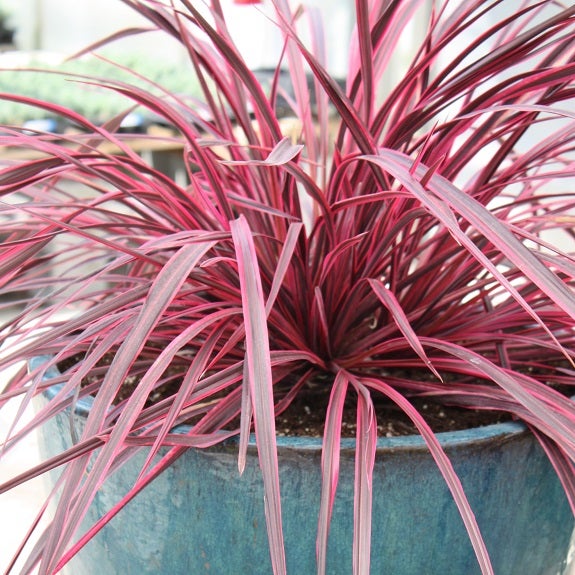 Cordyline Hybrid 'raspberry Fountain' (cabbage Tree) - 2.5l
